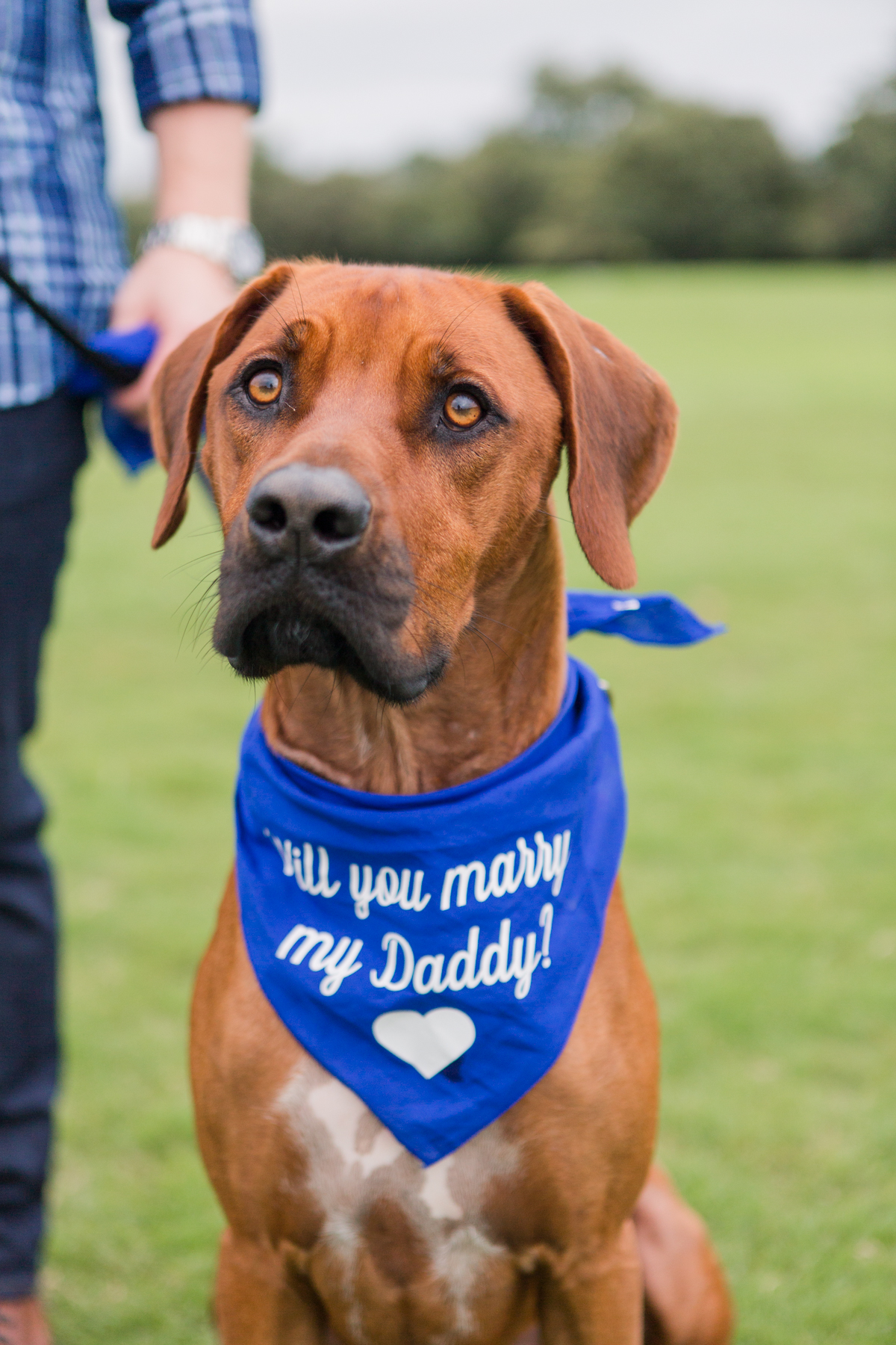 Dog Proposal