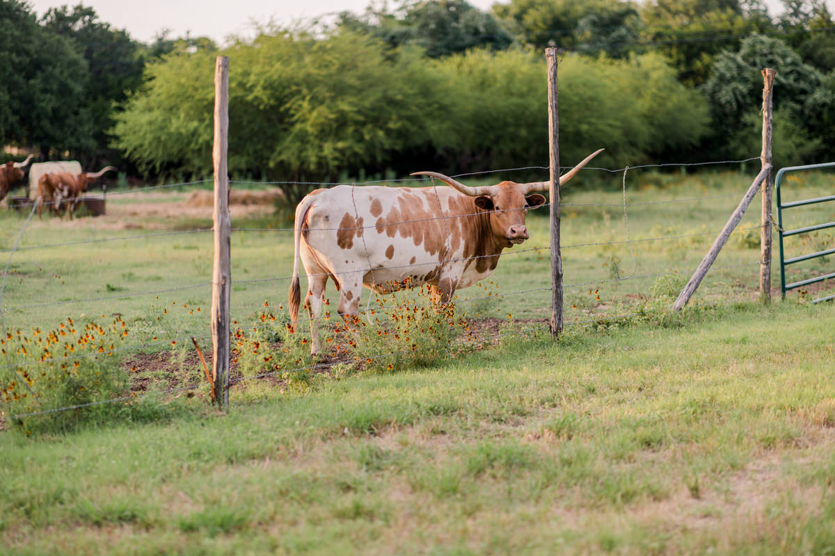 The Addison Grove Austin Longhorn
