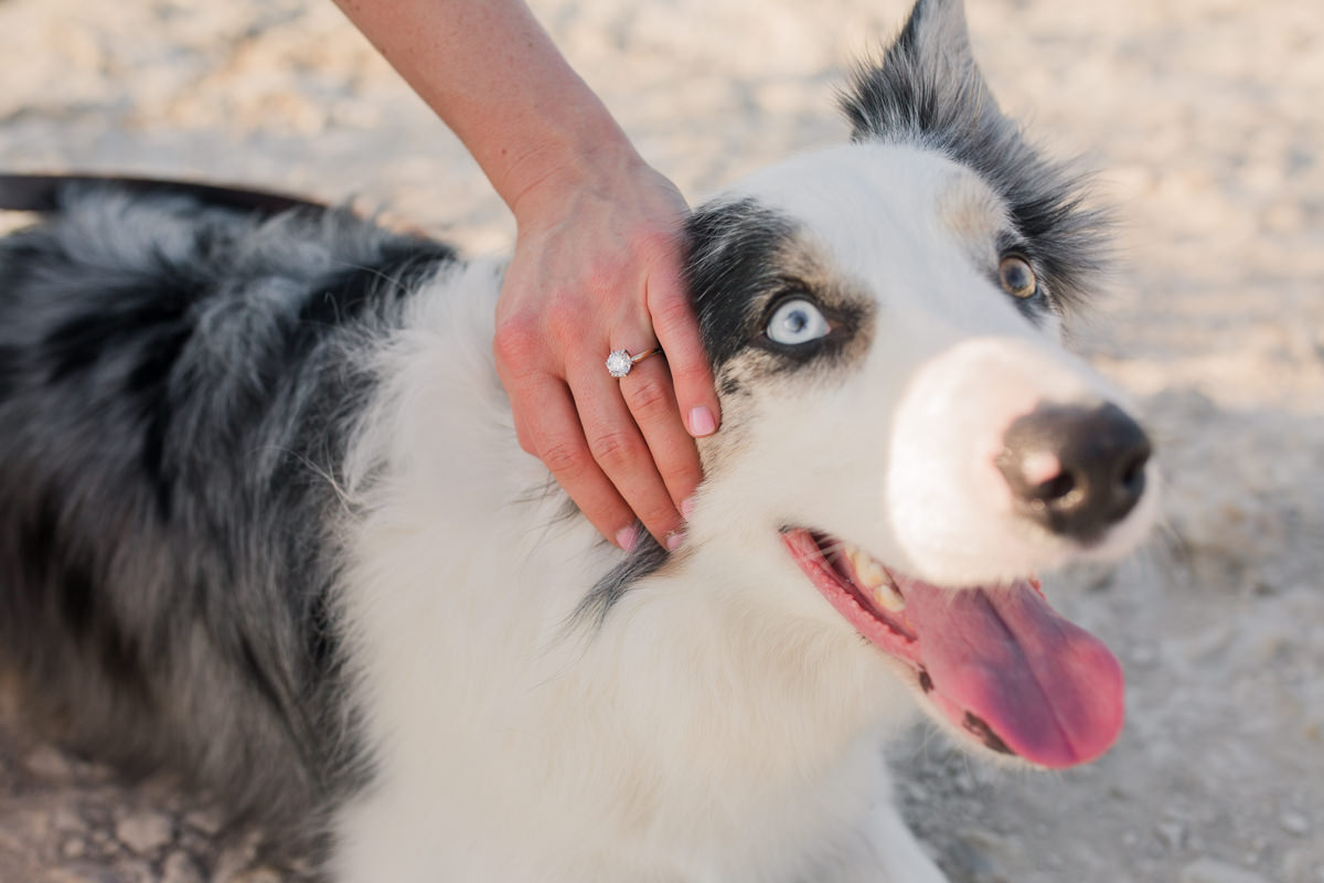 Engagement Ring Dog Proposal