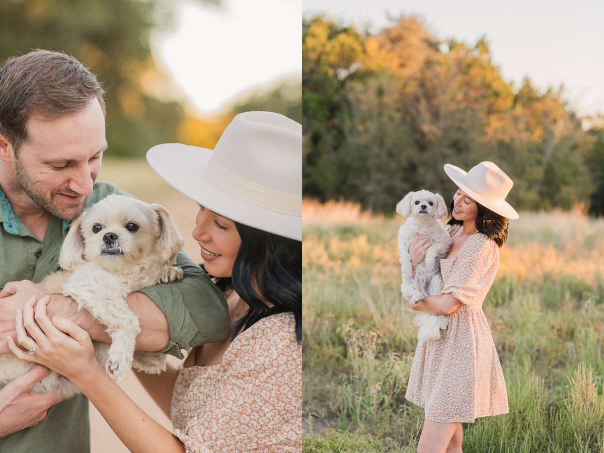 stylish sunset golden field dog mini-session