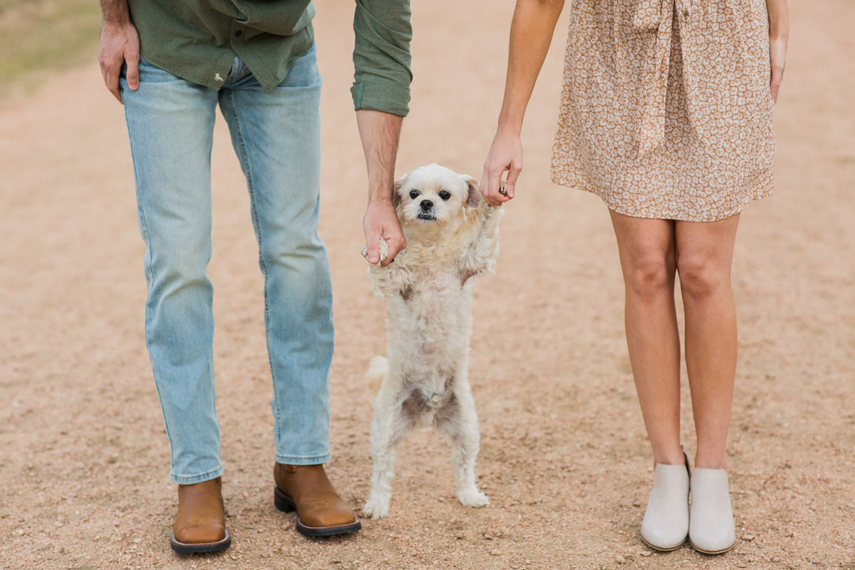 Funny cute dog photo session