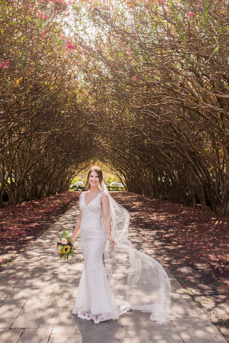 crepe myrtle alley