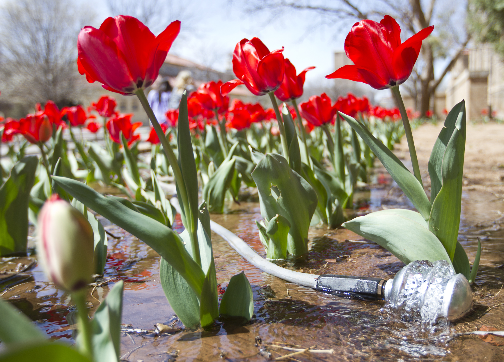 tulips