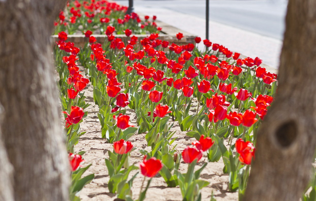 Texas Tech Tulips