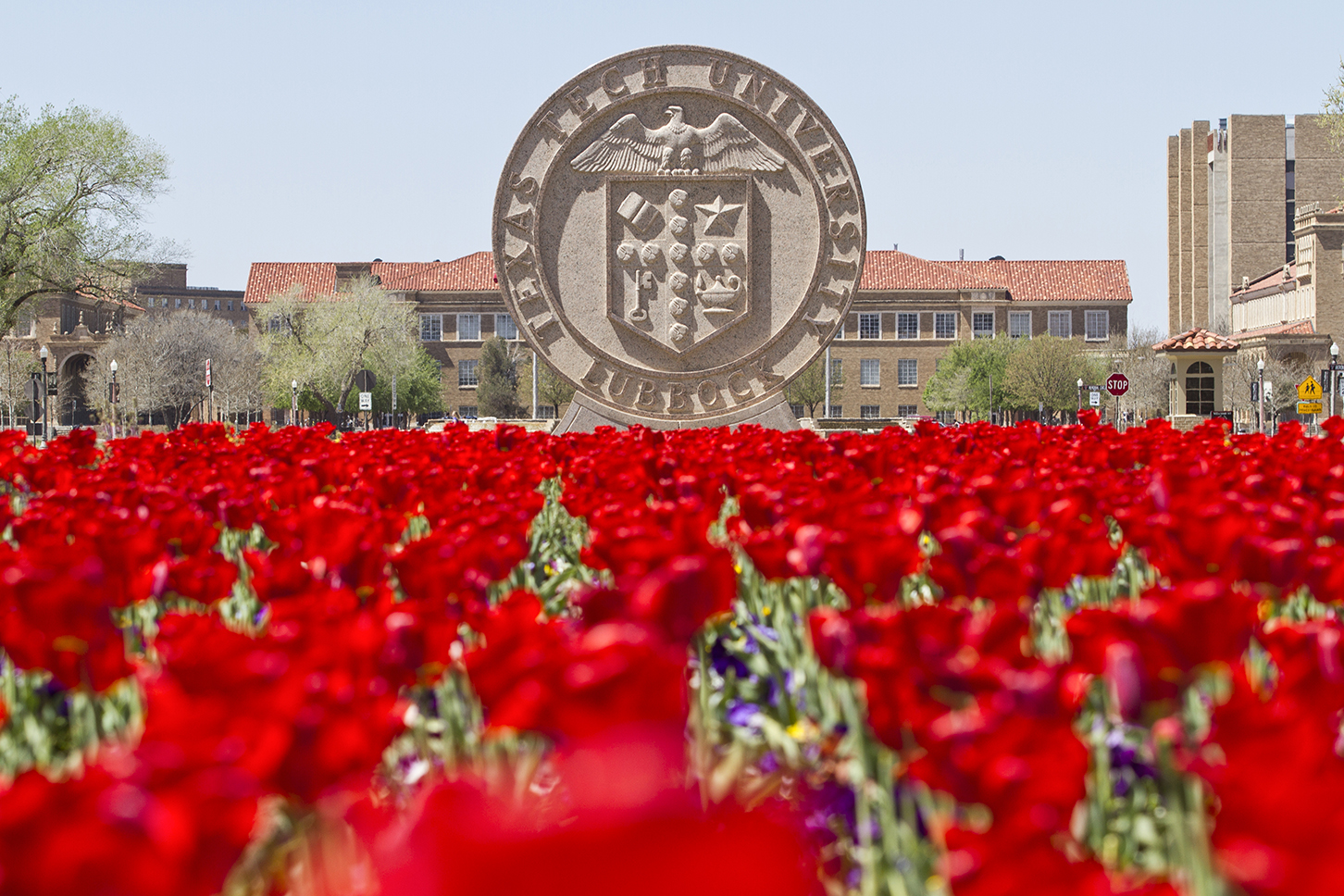 Tulips at Texas Tech University