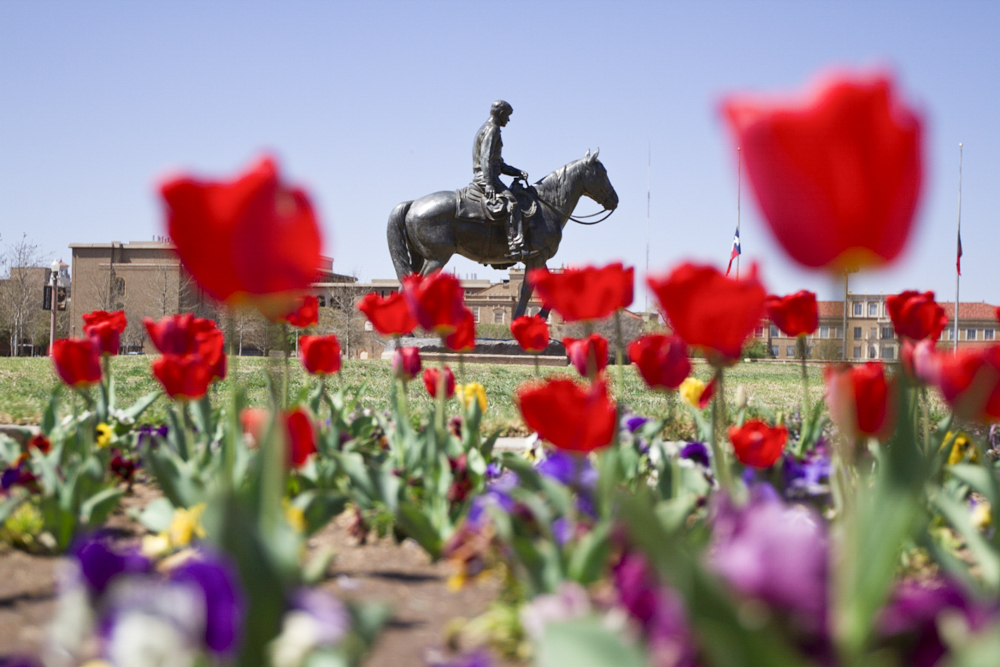 65,000 tulips were planted around the Tech campus including the area around the Will Rogers statue.