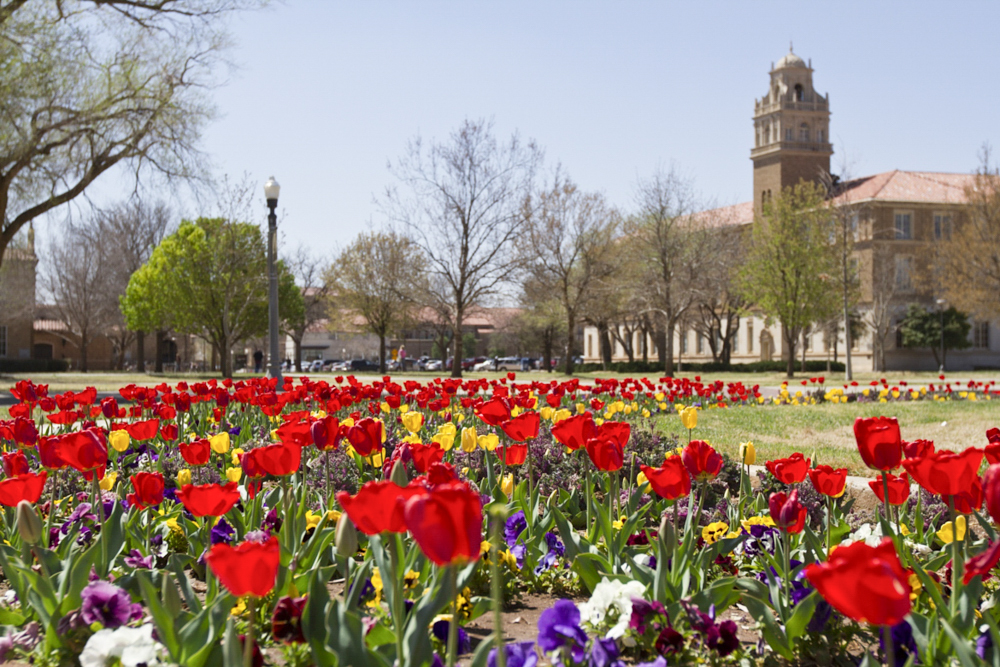 65,000 tulips were planted around the Tech campus including the area around the Will Rogers statue.