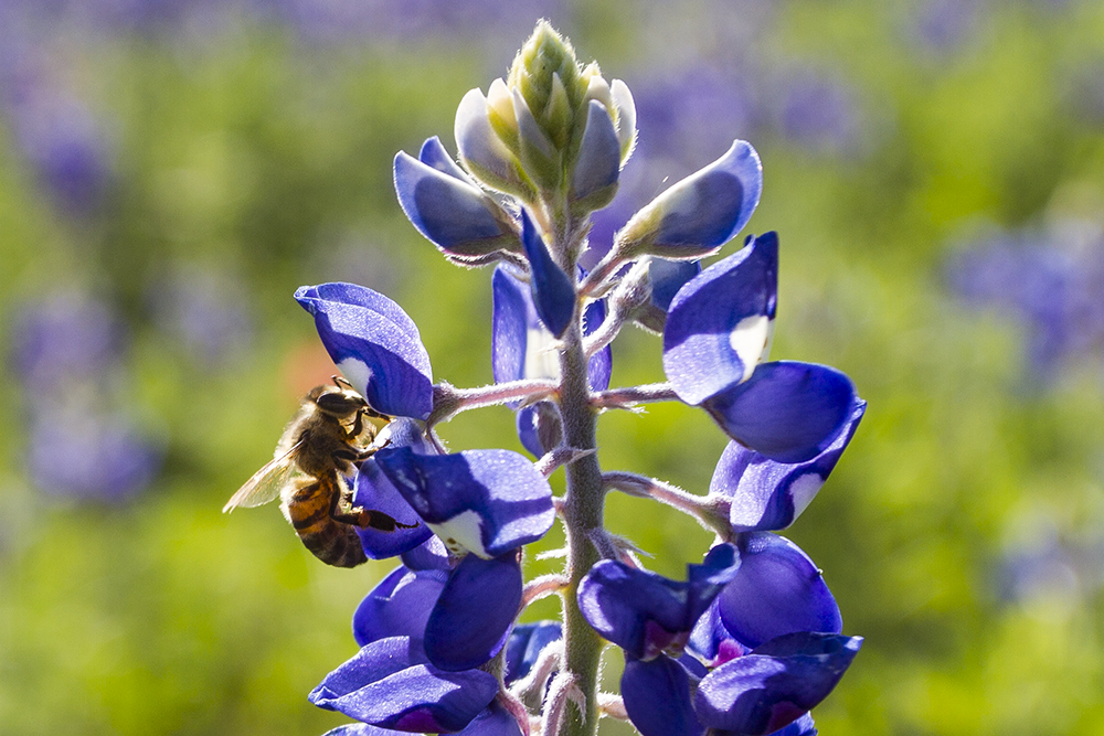 2015 Bluebonnets, Austin Texas, Highway 2244