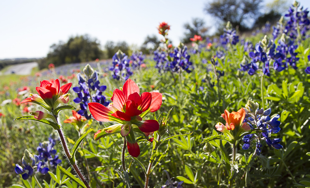 2015 Bluebonnets, Austin Texas, Highway 2244