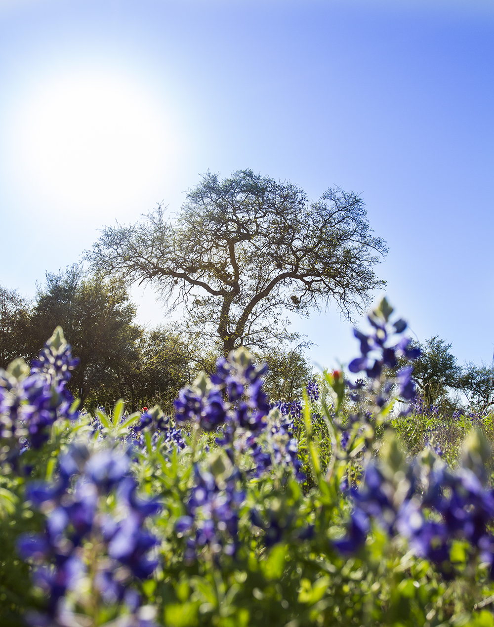 2015 Bluebonnets, Austin Texas, Highway 2244