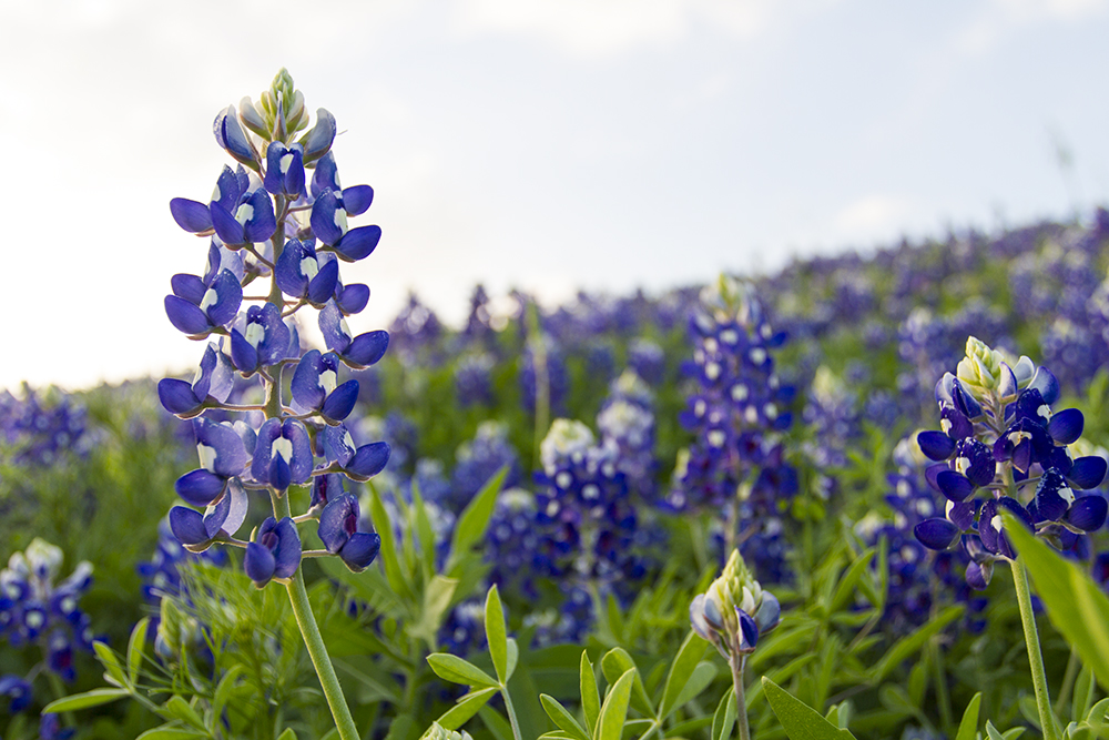 040215.Bluebonnets.029.wordpress