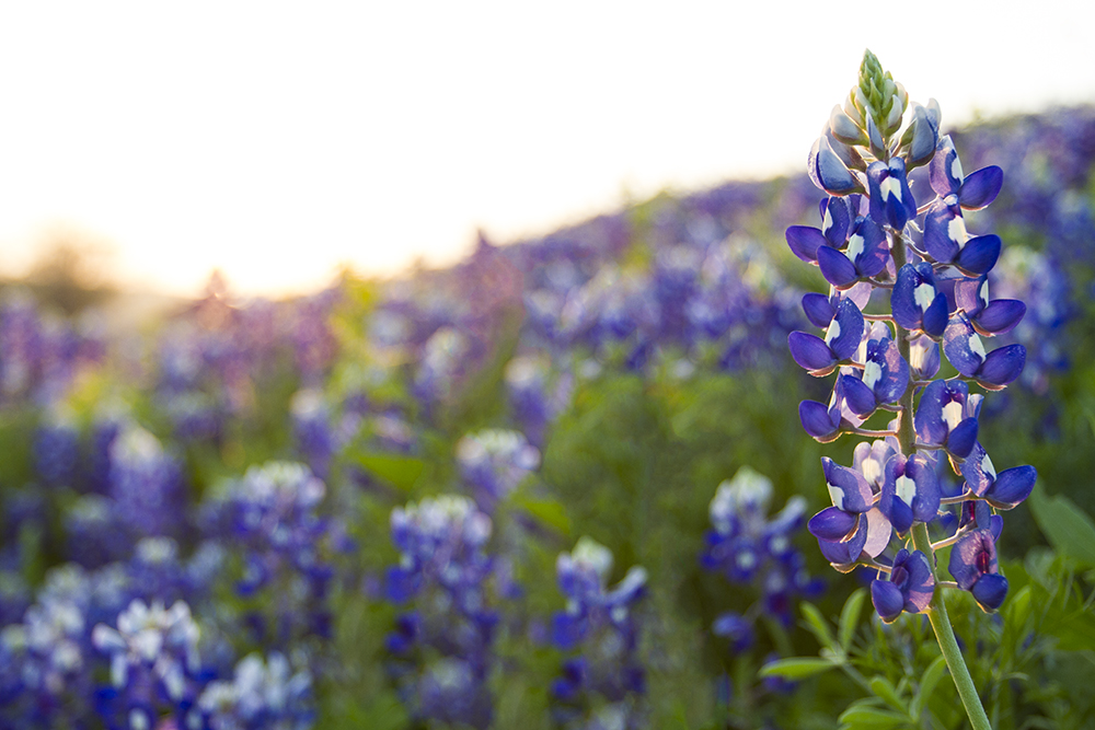 040215.Bluebonnets.057.2