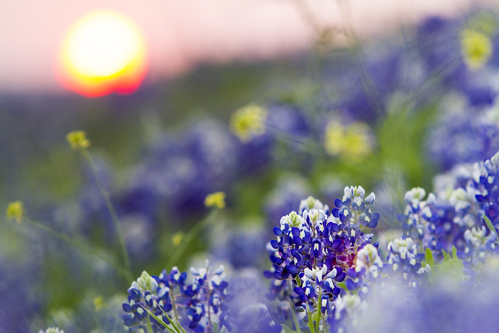 Bluebonnets in Austin, Texas