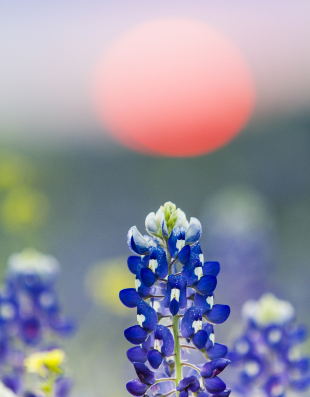 Bluebonnet- Texas Highway 360