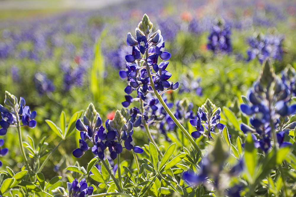 2015 Bluebonnets, Austin Texas, Highway 2244