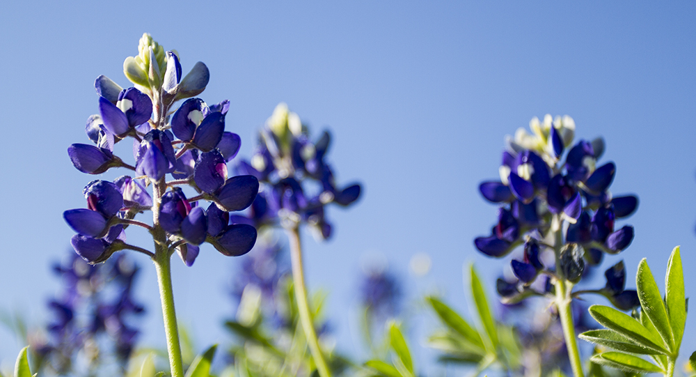 2015 Bluebonnets, Austin Texas, Highway 2244