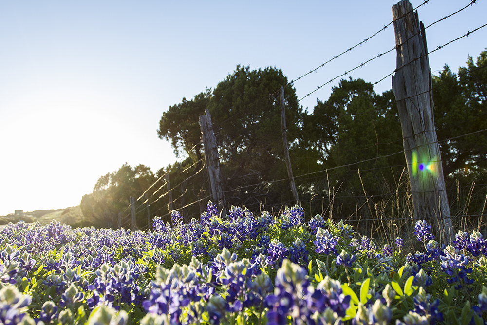 2015 Bluebonnets, Austin Texas, Highway 2244