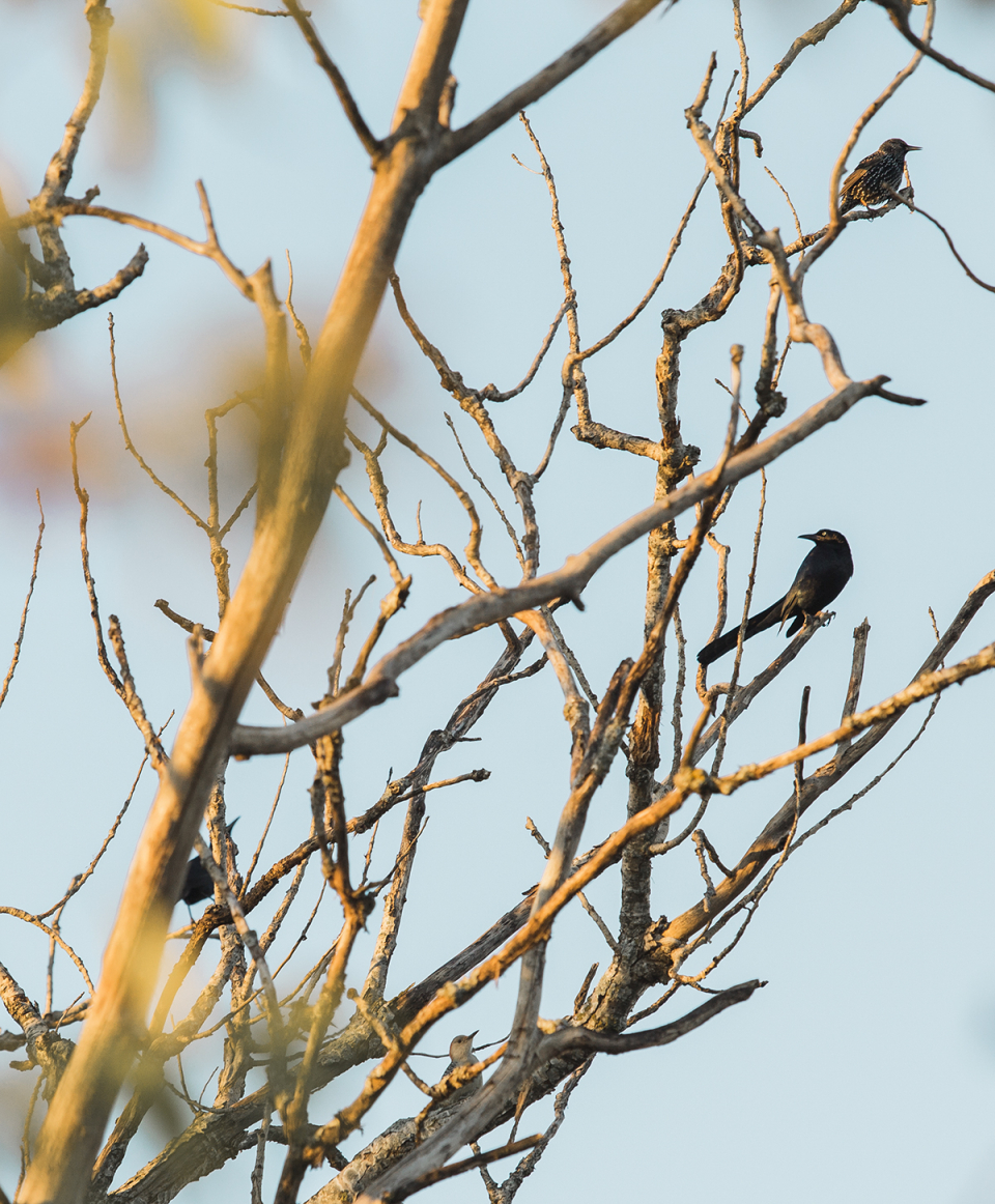 birds-1.wordpress