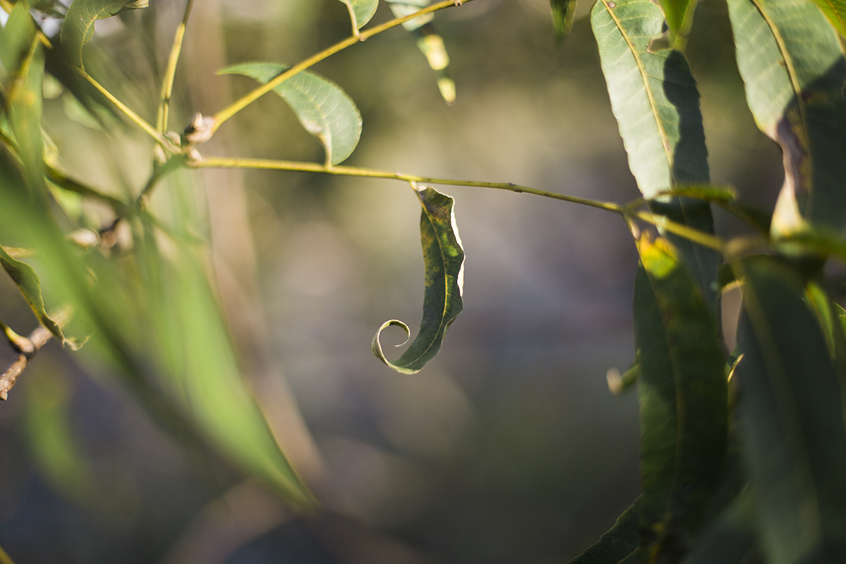 curly leaf-1.wordpress