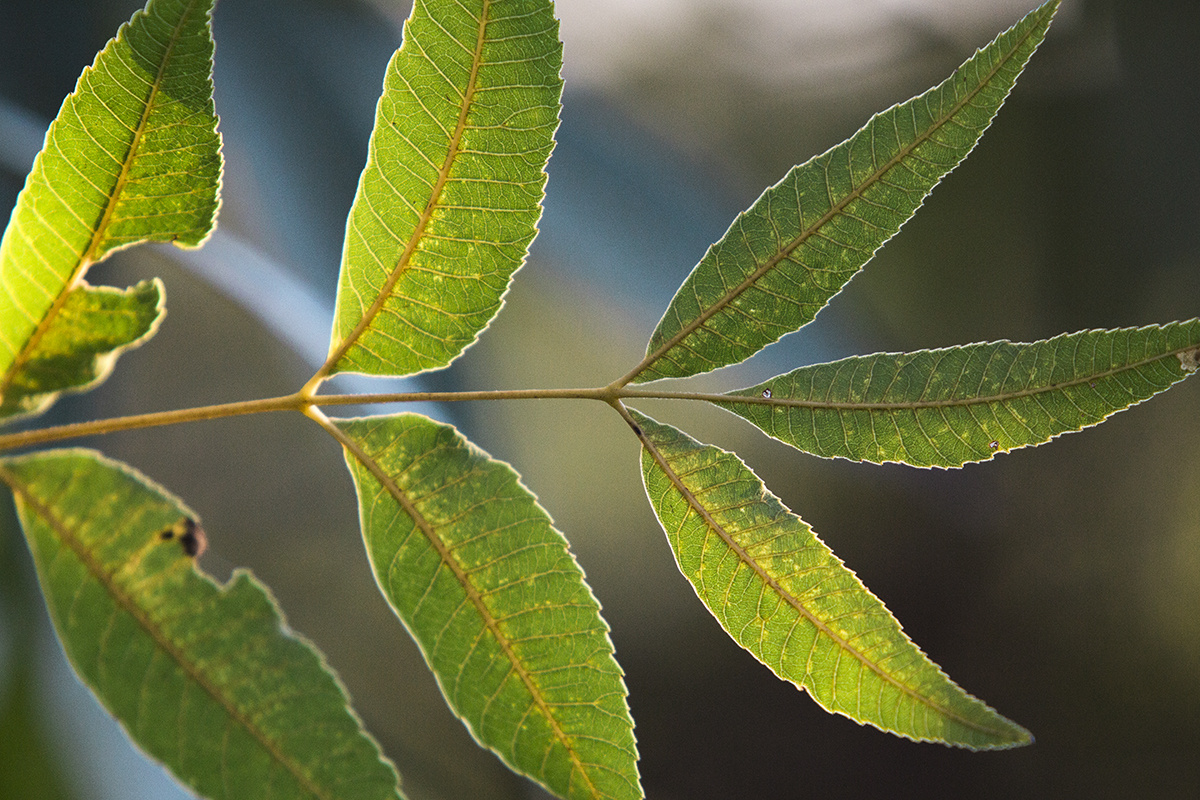 leaf light-1.wordpress