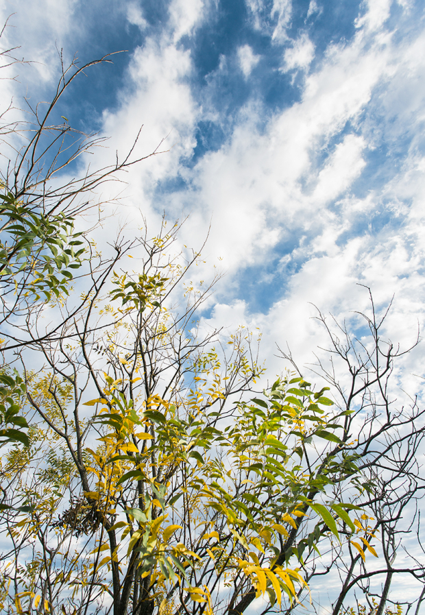 leaves and clouds-2.wordpress