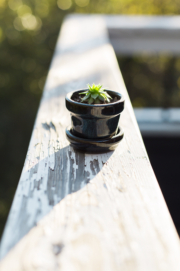 tiny plant-1wordpress