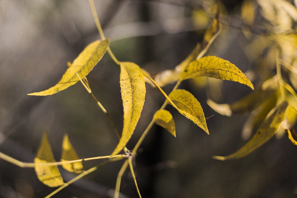 twist leaves-1.wordpress