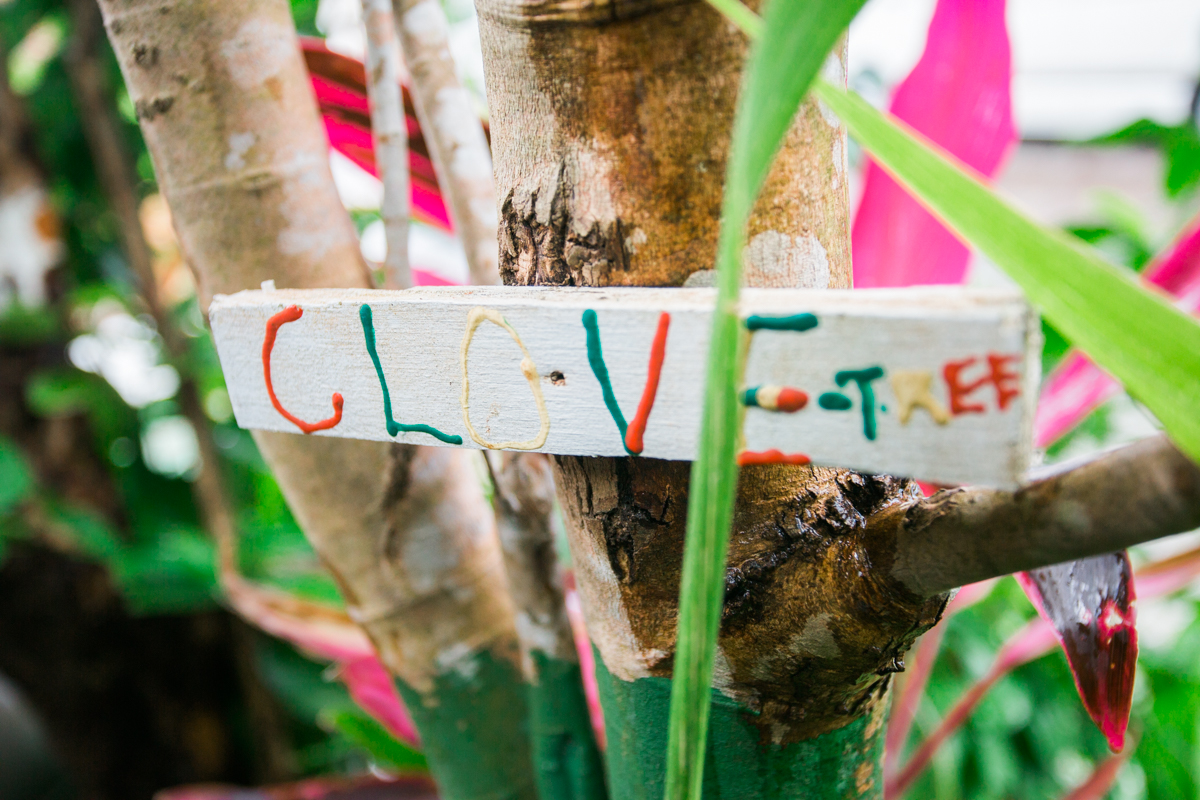 clove tree in grenada