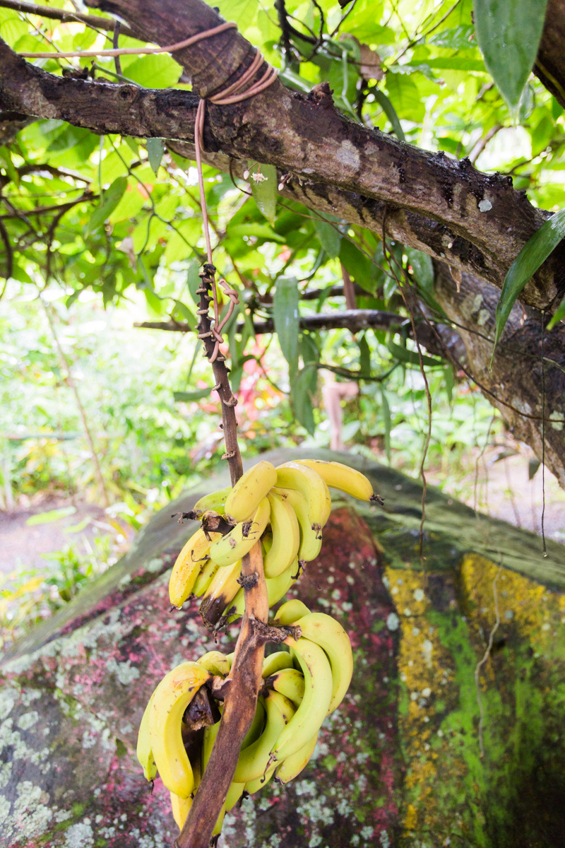 bananas in grenada