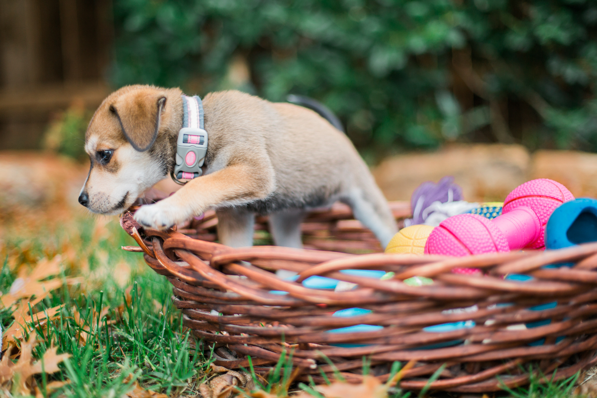 austin texas portrait photographer, dog portriat