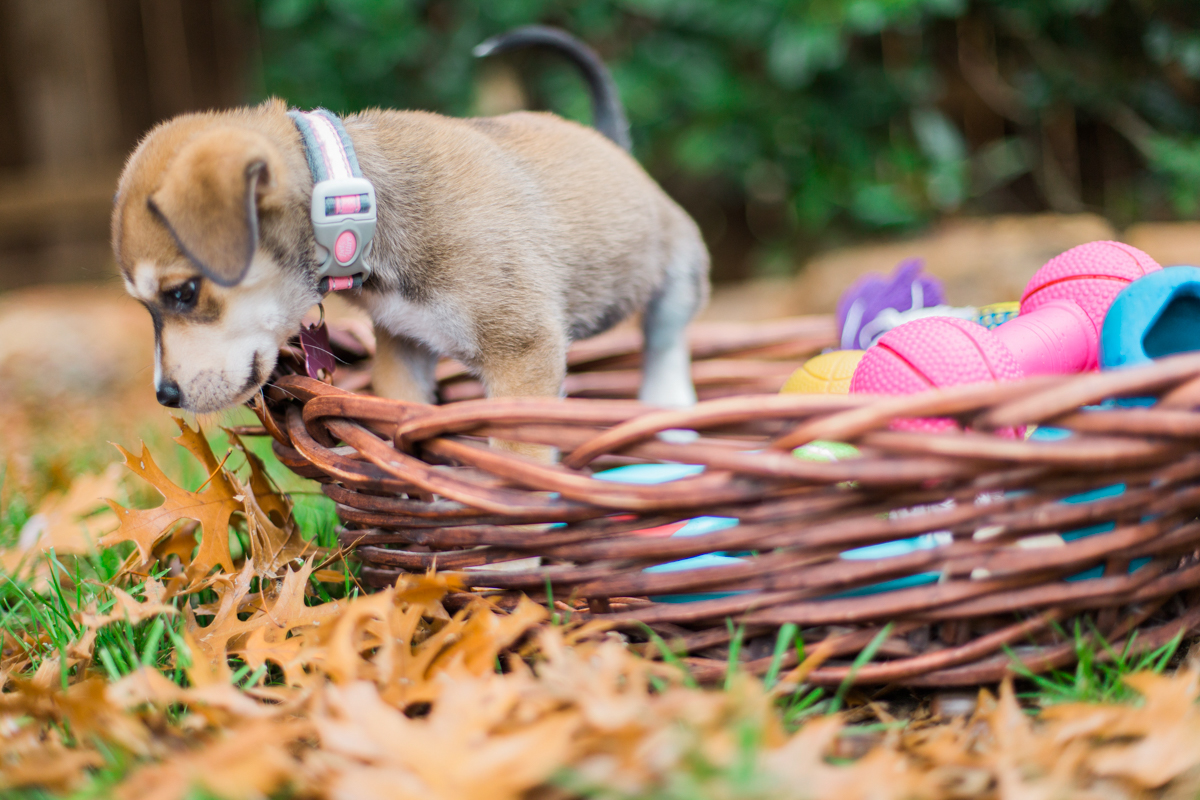 austin texas portrait photographer, dog portriat