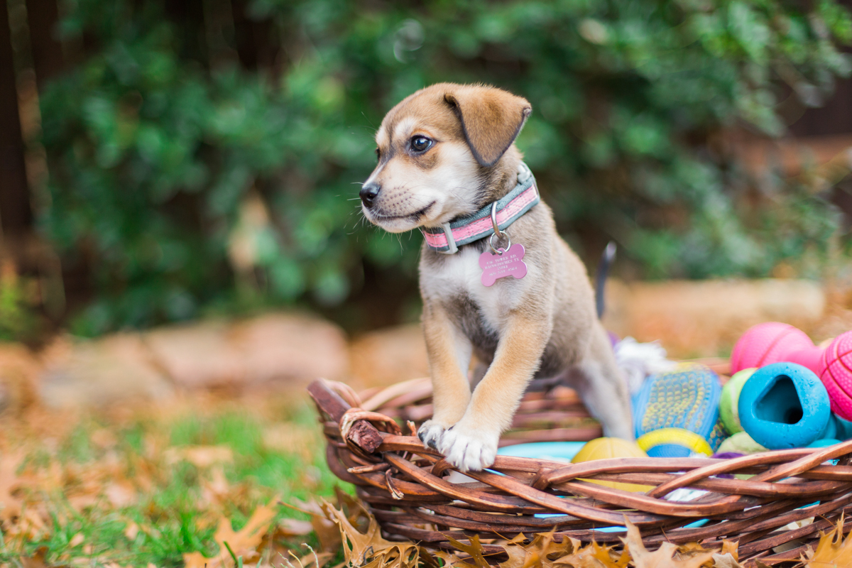 austin texas portrait photographer, dog portriat