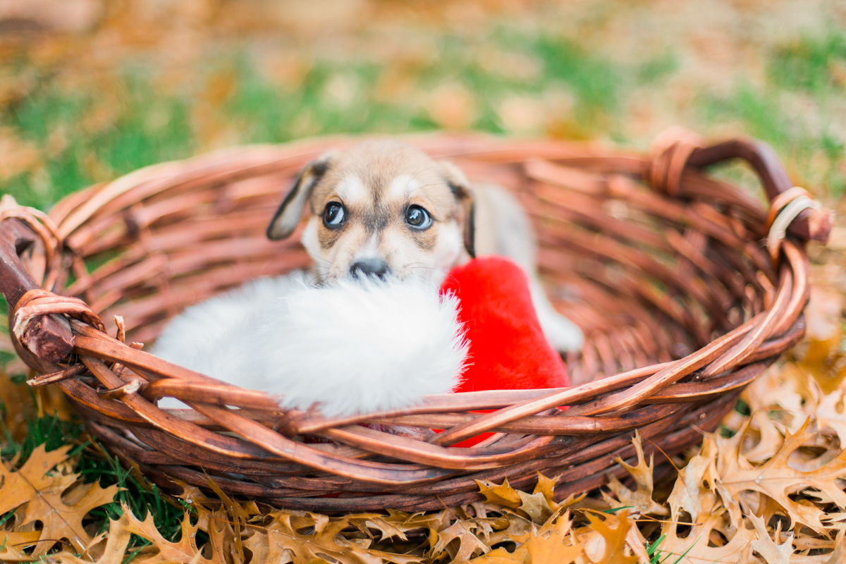 austin texas portrait photographer, dog portriat