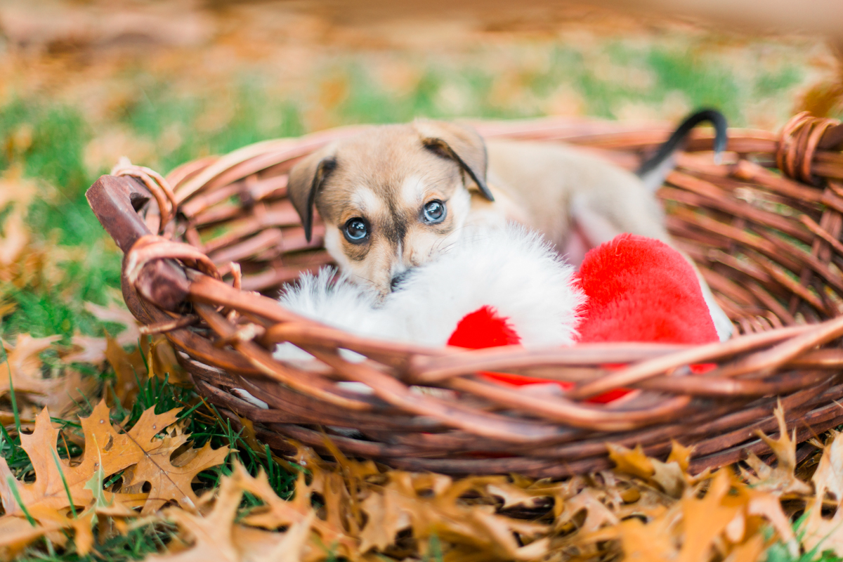 austin texas portrait photographer, dog portriat