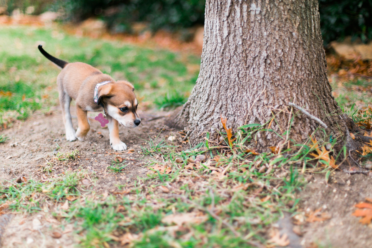 austin texas portrait photographer, dog portriat