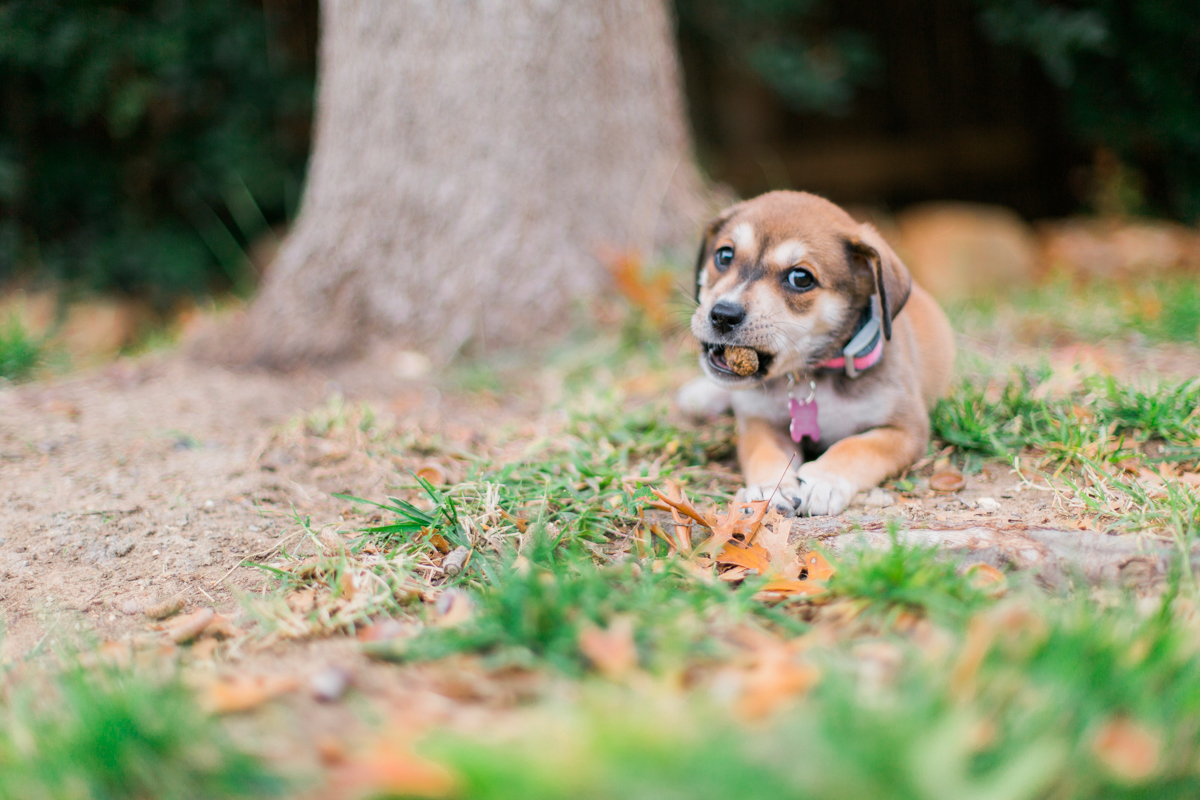 austin texas portrait photographer, dog portriat