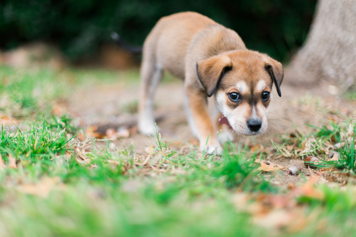 austin texas portrait photographer, dog portriat