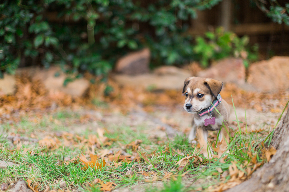 austin texas portrait photographer, dog portriat