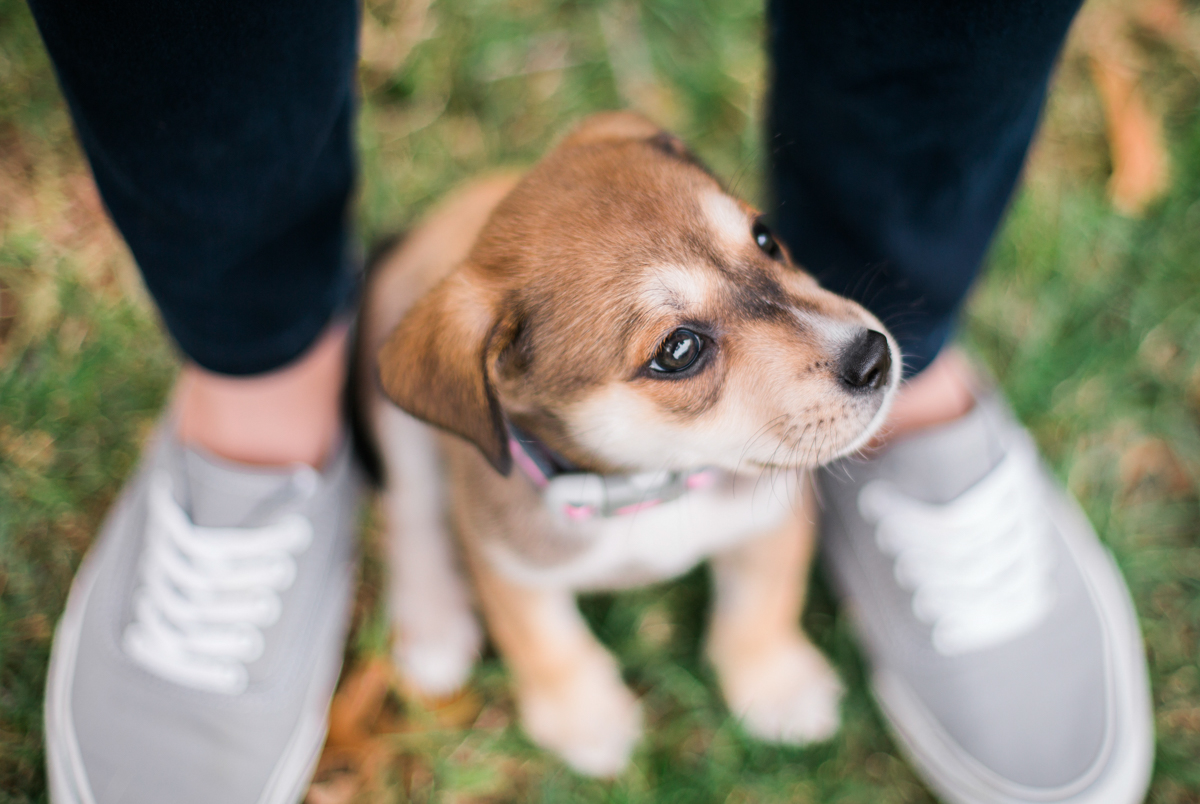 austin texas portrait photographer, dog portriat