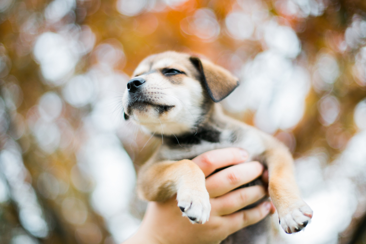 austin texas portrait photographer, dog portriat