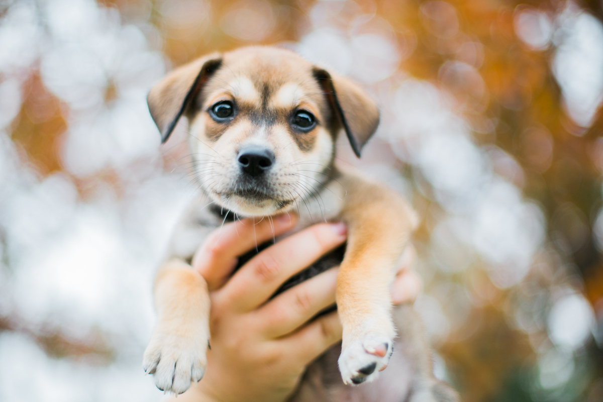 austin texas portrait photographer, dog portriat