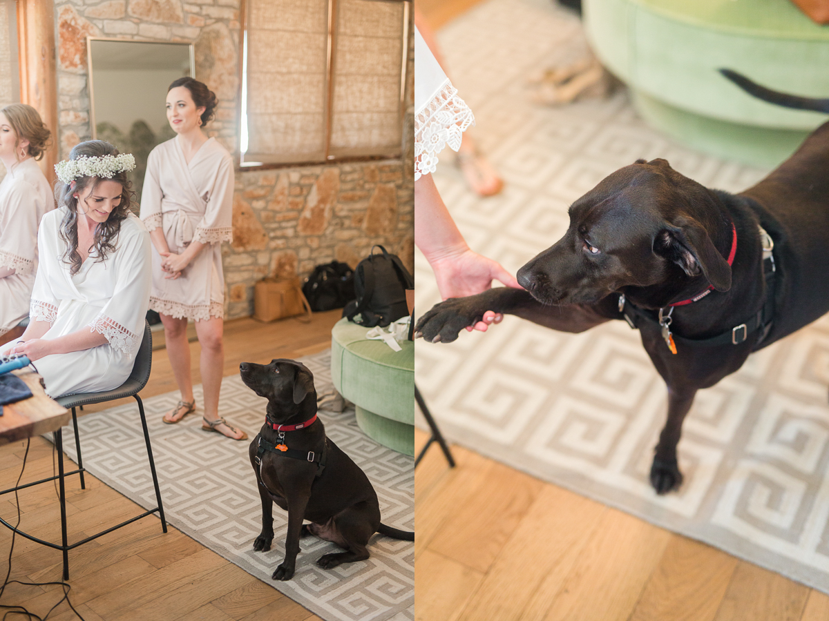 dog at a wedding