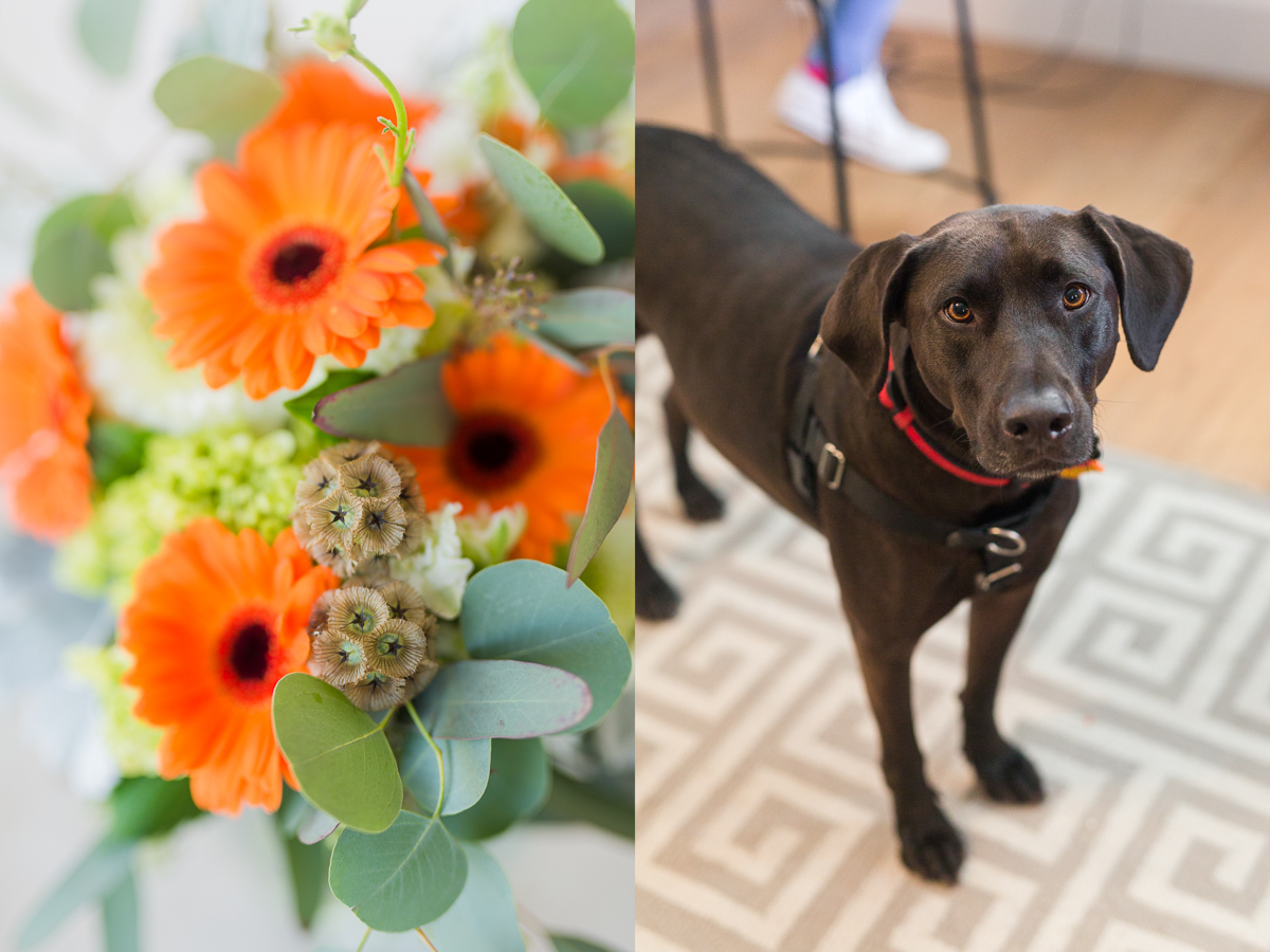 Dog ring bearer
