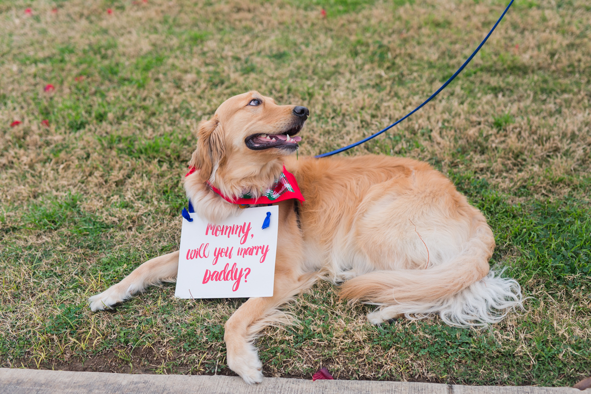 Proposal with dog sign