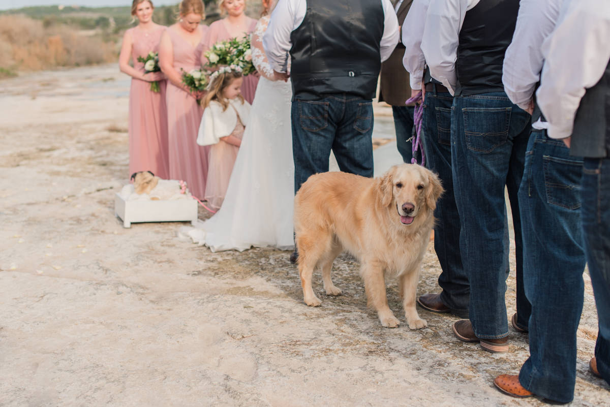 dog wedding ceremony