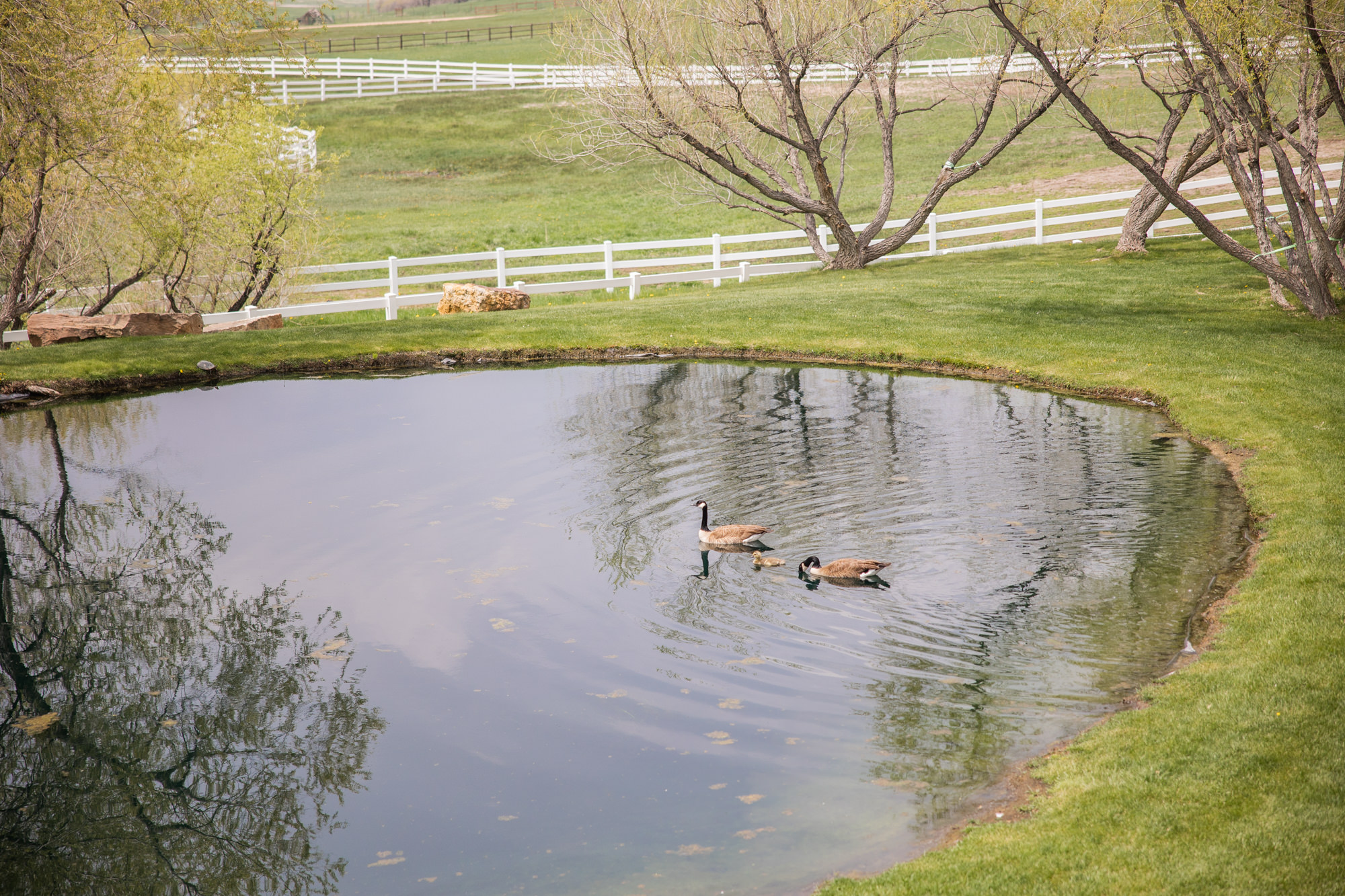 Destination Wedding at Crooked Willow Farms in Larkspur, Colorado