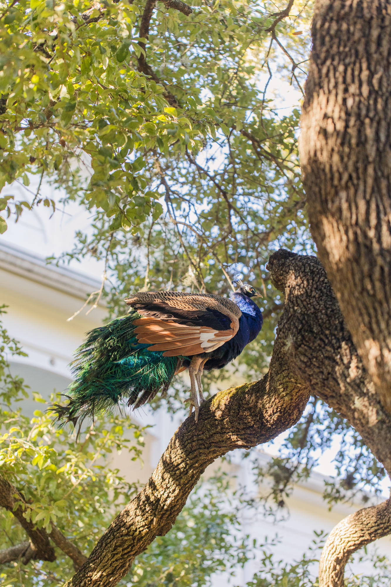 peacock at Matties Austin restaurant 