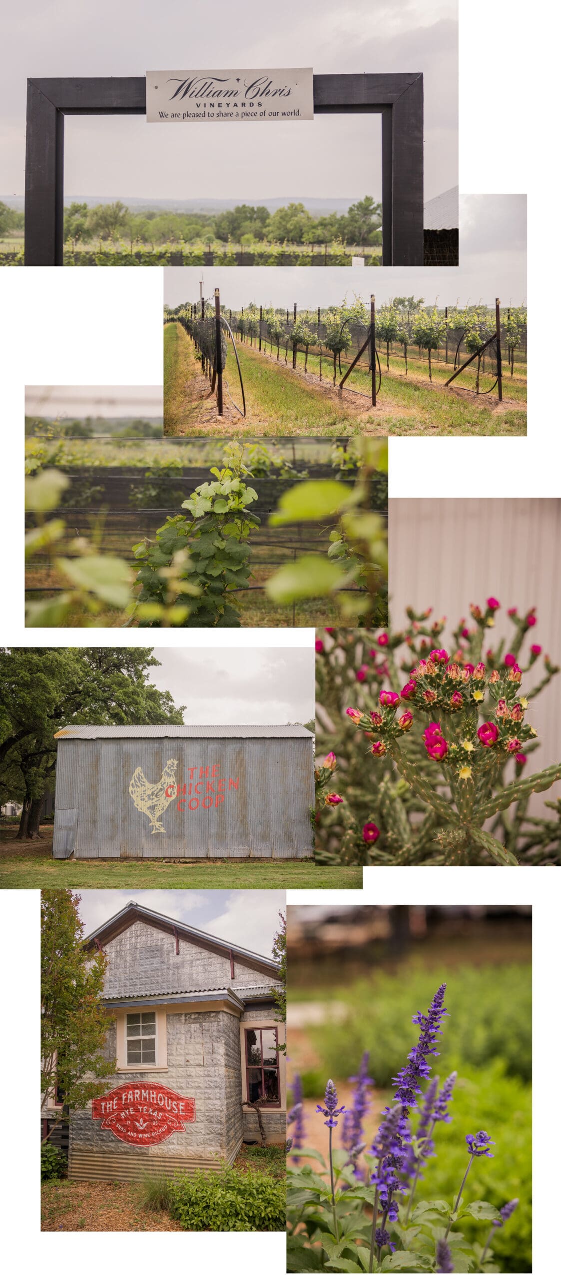 William Chris Vineyards Hye Texas