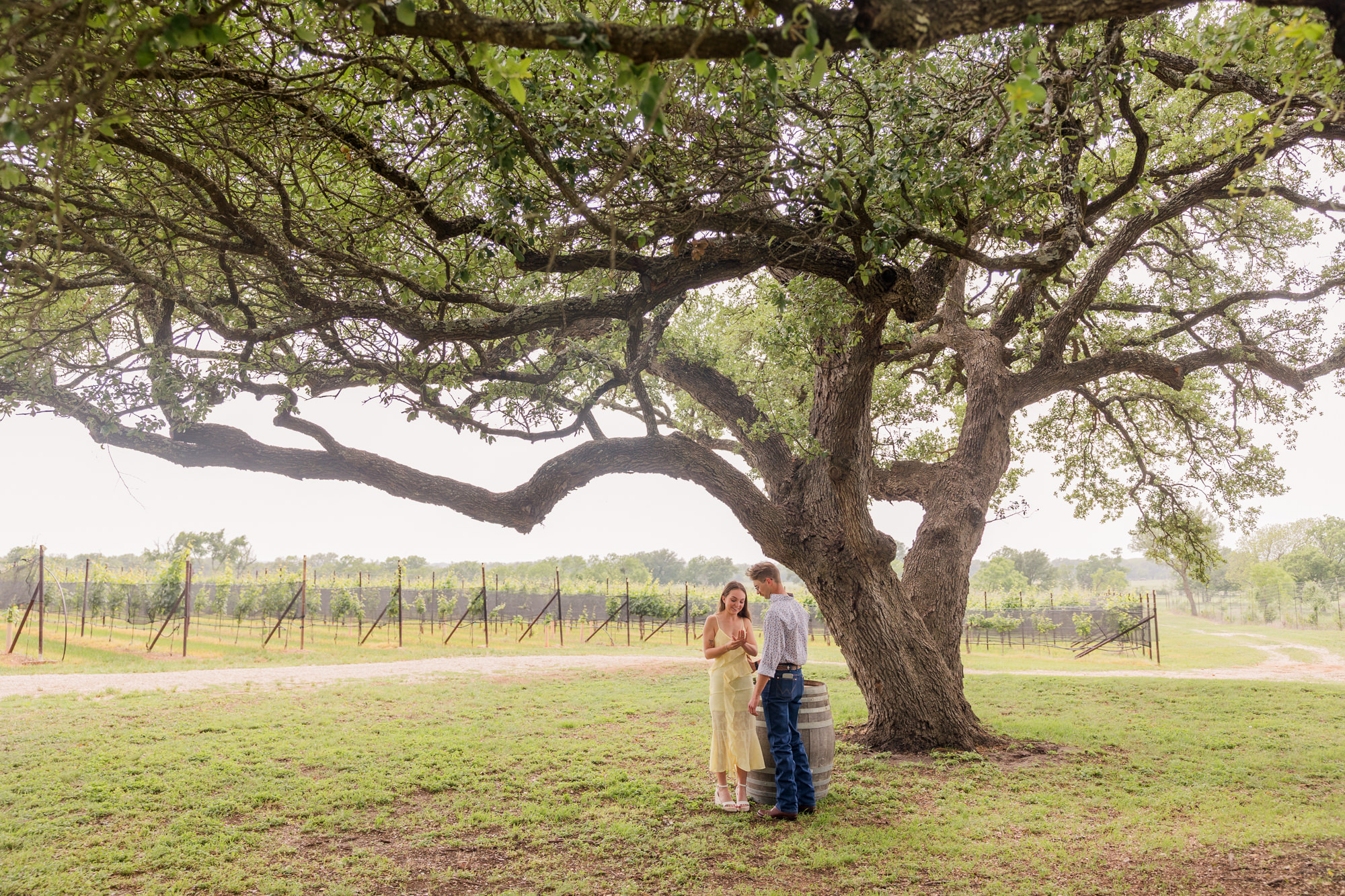 William Chris Vineyards Marriage Proposal - Fredericksburg, Texas Winery