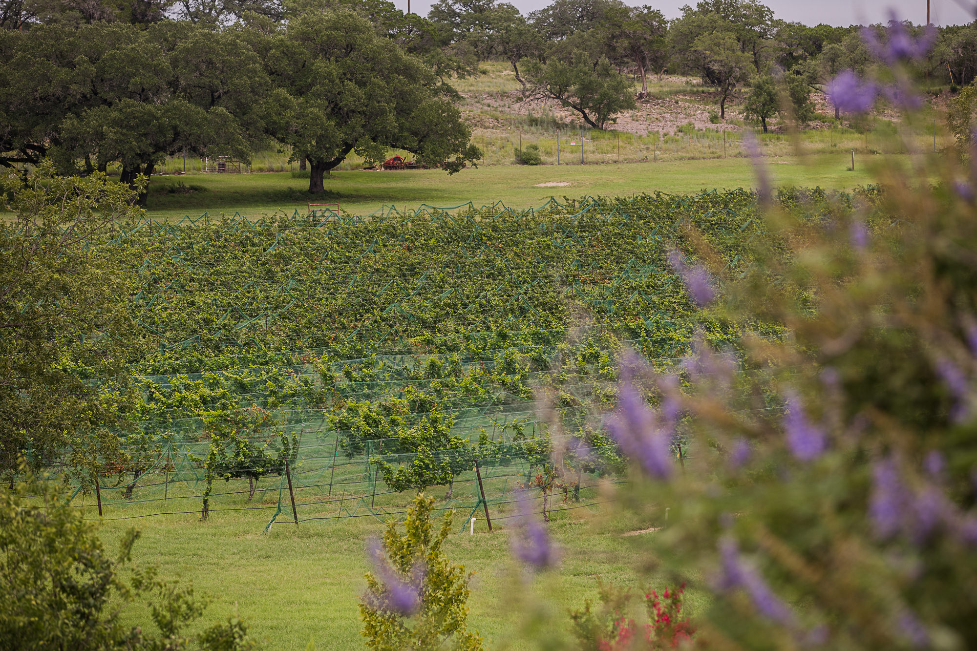 Marriage Proposal at Flat Creek Estate Winery & Vineyard